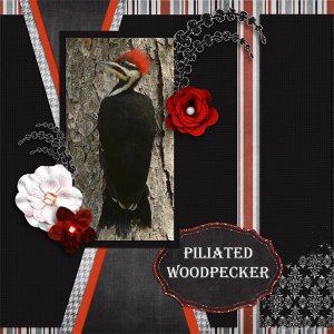 Piliated Woodpecker