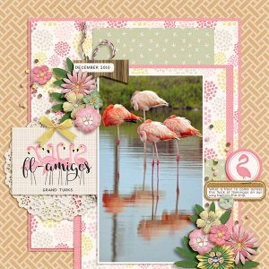 flamingos