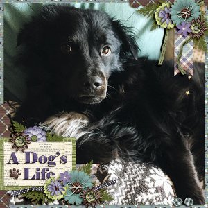 a dog