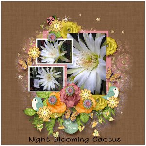 Flowering Cactus