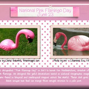 ATC 2017-108 Pink Flamingo