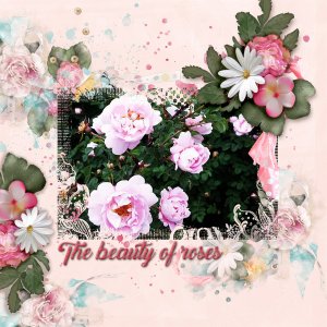 The-beauty-of-roses