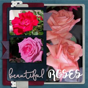 Roses are beautiful