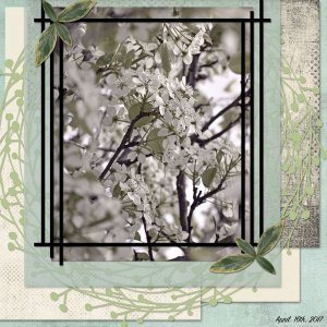 Spring Blossoms