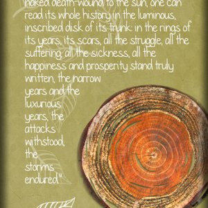 ATC 2017-111 When a Tree is Cut Down