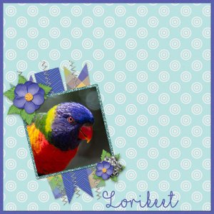 Lorikeet