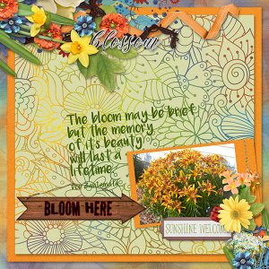 Bloom Here