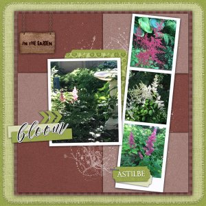 PS_-_Astilbe