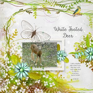 White Footed Deer