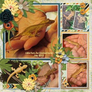 crested gecko