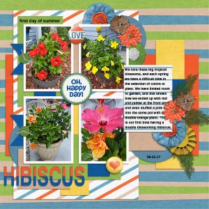 Hibiscus