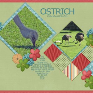 Ostrich