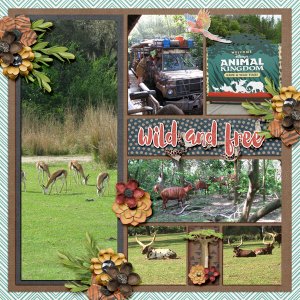 Animal Kingdom safari