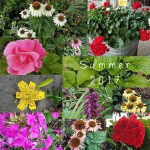 Flowers Of Summer