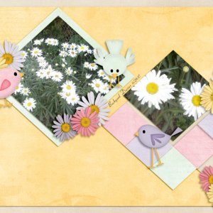 Backyard Daisies
