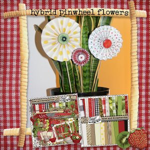 hybrid pinwheel flowers