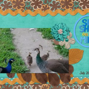 birds