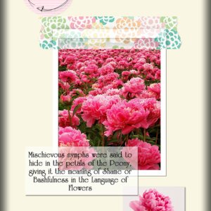 Peony
