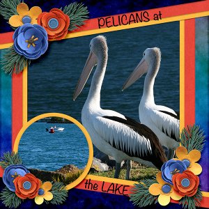Pelicans