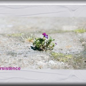persistence