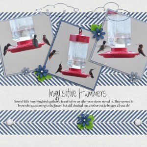 Inquisitive Hummers