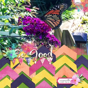 Butterfly on a bush