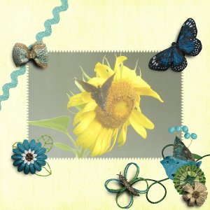 Sunflower Showcase