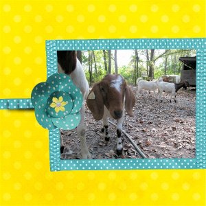 Polka Dotted Goat