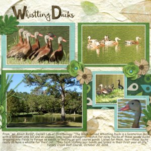 Whistling Ducks