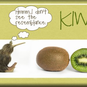 ATC 2017-126 Kiwi