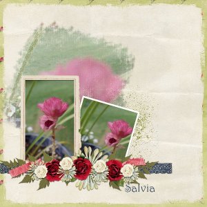 Salvia
