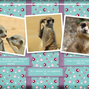 ATC 2017-131 Meerkat Memes