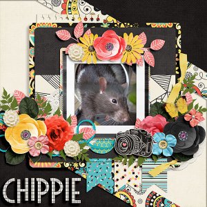 Chippie