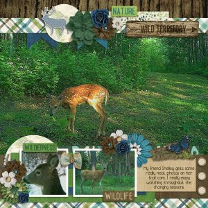 Wild Territory