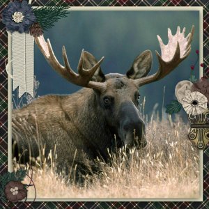 Elk