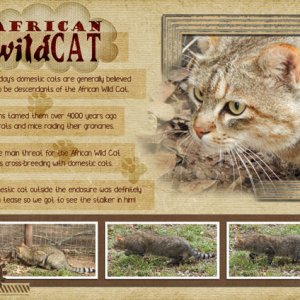 Wildcat