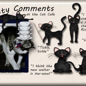 Catty Comments