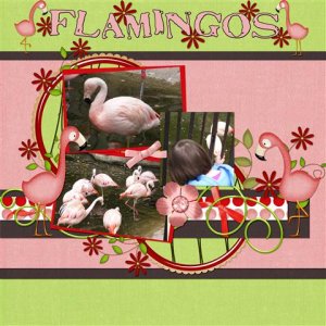 Flamingos