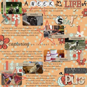 A week in the life of a pug
