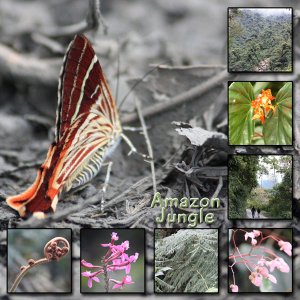 Amazon Jungle