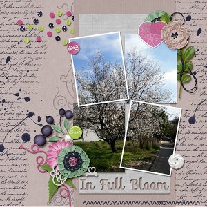 In full bloom