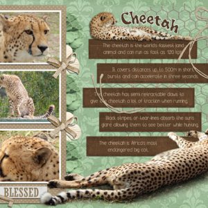 Cheetah