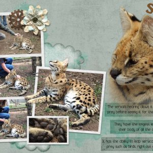 Serval