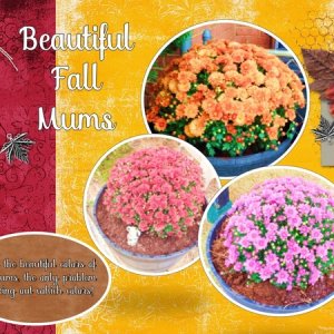 Fall Mums - September 2017 Font Challenge