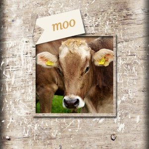 moo