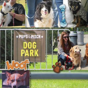 Pups at the Pitch