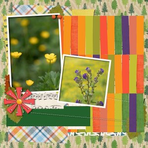 Wildflowers2