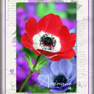 ATC 2017-151 Anemone