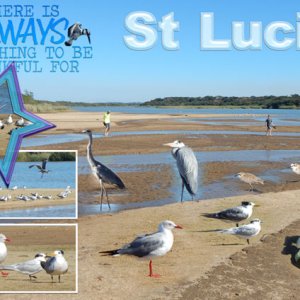 St Lucia Estuary 01