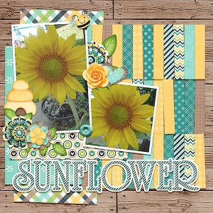 Sunflower